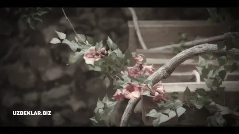 Qism 5